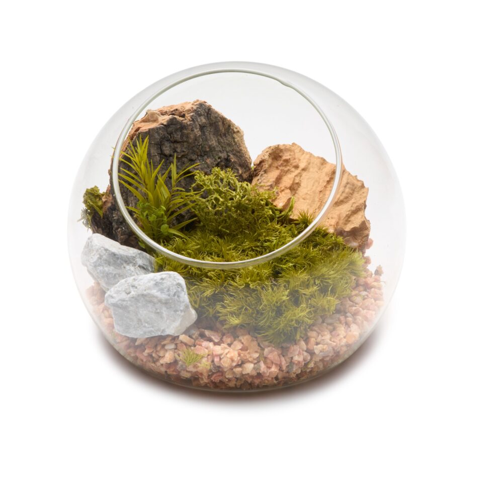 苔プリ｜苔プリガラスドーム 10cm ウッドローズピンク(11188KP)