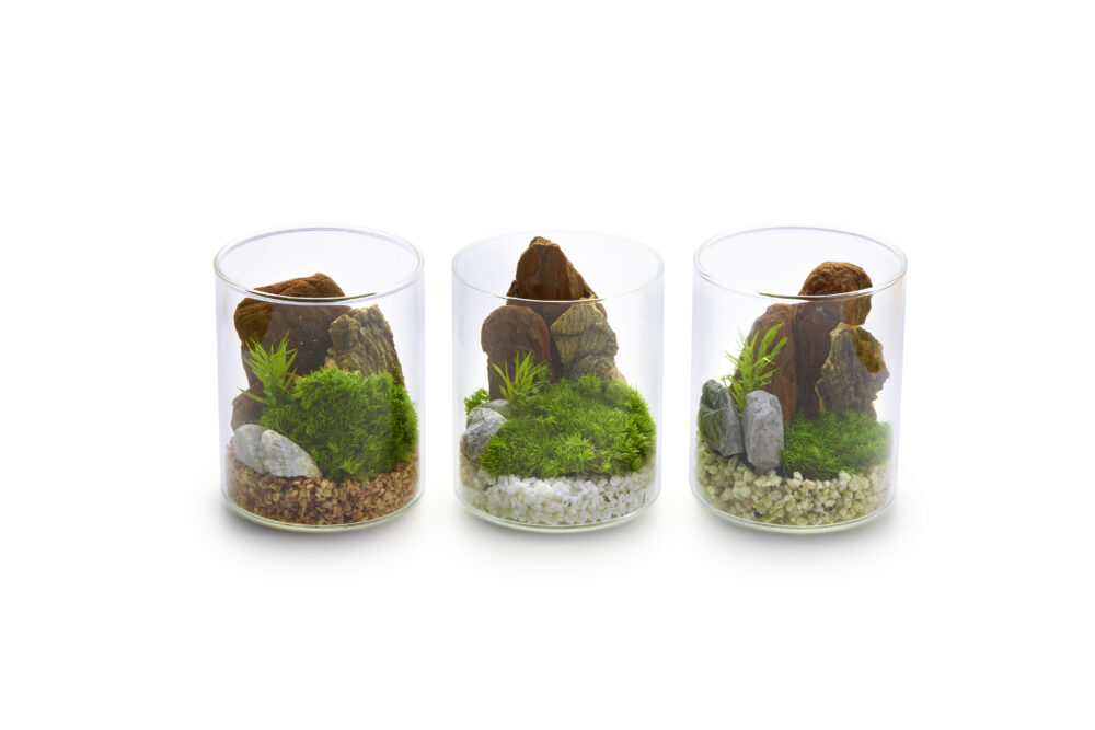 苔プリ｜苔プリ ガラスポット 8.5cm ３点セット（送料無料）
